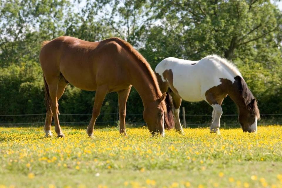 East Green Farm Cottages - The Granary Saxmundham Eksteriør bilde